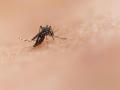 Diễn biến bệnh Chikungunya phức tạp ở nhiều nước, Bộ Y tế chỉ đạo khẩn