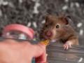 Dữ liệu nghiên cứu ở Hồng Kông về khả năng chuột hamster truyền Covid-19 cho người