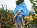 Cơn mưa "vàng" cho người trồng quất Tết
