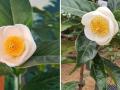Bạch hải đường lên "cơn sốt", Cục trưởng Cục Trồng trọt khuyến cáo người dân không bị "sập bẫy lừa"