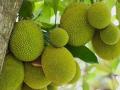 Lợi ích sức khỏe đáng ngạc nhiên của trái mít