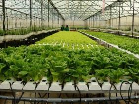 TP.HCM tiếp tục mở rộng thí điểm cấp phép công trình phụ trợ trên đất nông nghiệp