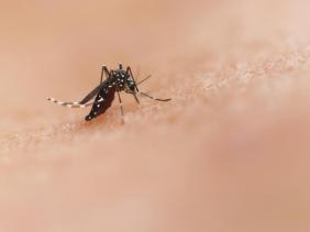 Diễn biến bệnh Chikungunya phức tạp ở nhiều nước, Bộ Y tế chỉ đạo khẩn