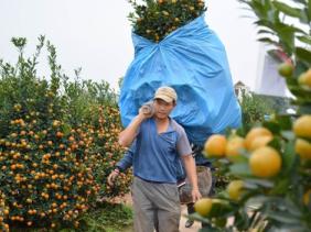 Cơn mưa "vàng" cho người trồng quất Tết