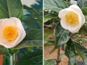 Bạch hải đường lên "cơn sốt", Cục trưởng Cục Trồng trọt khuyến cáo người dân không bị "sập bẫy lừa"