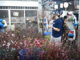 Hoa đào mini hút khách TPHCM mua sớm nhờ giá mềm