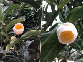 Sau lan đột biến, bạch hải đường bỗng được rao giá tiền tỷ bất thường