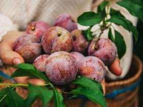 Loại quả "ai cũng mê" mỗi mùa hè: Ngon, bổ, rẻ nhưng 5 nhóm người cần hạn chế ăn