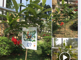 'Ngáo giá' cây bạch hải đường: Đâu là sự thật?