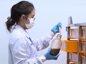 TP.HCM thả muỗi Wolbachia ra cộng đồng diệt mầm bệnh sốt xuất huyết