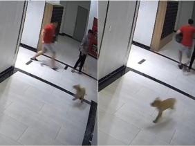 TP Hồ Chí Minh: Khẩn trương xử lý nghiêm vụ chủ chó đánh người