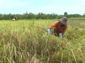 Doanh nghiệp cam kết tiêu thụ hết lúa ST24, ST25 tồn đọng
