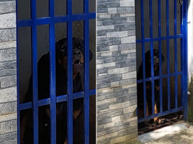 Bình Phước: Bé gái 3 tuổi bị 2 con chó becgie cắn vào mặt