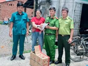 Phát hiện gà lôi trắng quý hiếm nặng 1,5kg trong rừng cao su, người phụ nữ bắt lại rồi báo chính quyền