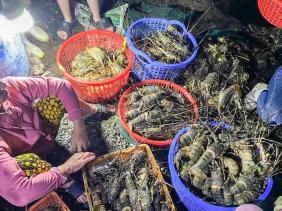 Xác minh nguyên nhân 25 tấn tôm hùm xanh chết đột ngột tại Phú Yên