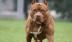 Bộ Nông nghiệp lên tiếng về đề xuất cấm nuôi chó dữ pitbull