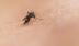 Diễn biến bệnh Chikungunya phức tạp ở nhiều nước, Bộ Y tế chỉ đạo khẩn