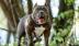 Bị chó pitbull tấn công, 4 người trong gia đình phải nhập viện cấp cứu