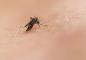 Diễn biến bệnh Chikungunya phức tạp ở nhiều nước, Bộ Y tế chỉ đạo khẩn