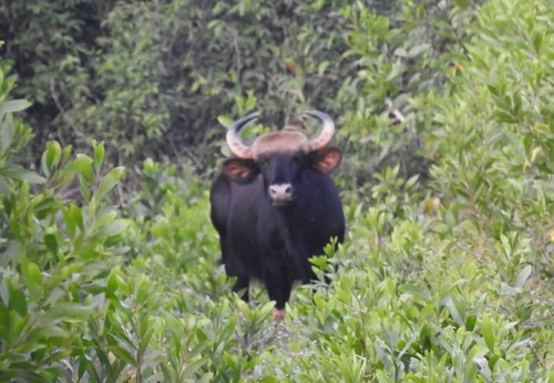 Bò tót ở Khu bảo tồn thiên nhiên văn hóa Đồng Nai. Ảnh: Mạnh Điệp