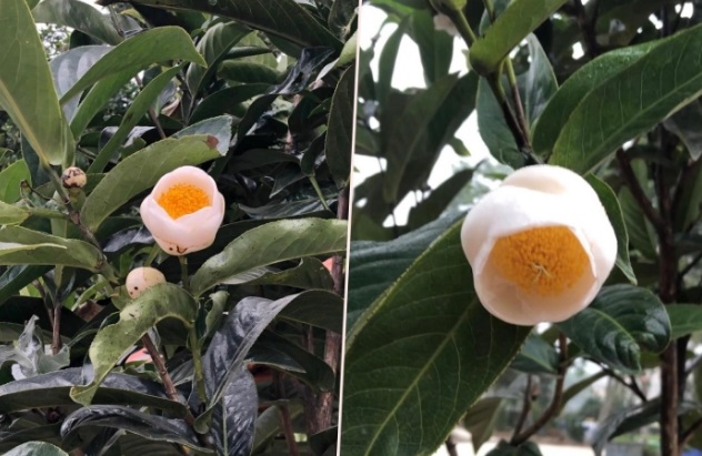 sau lan dot bien bach hai duong bong duoc rao gia tien ty bat thuong