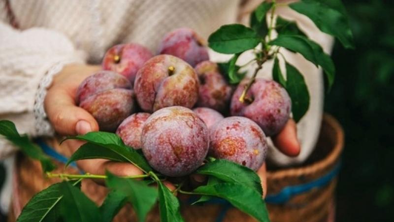 Mặc dù mận mọng nước, nhưng việc tiêu thụ quá nhiều có thể gây ra hiện tượng nóng trong người. Ảnh minh họa