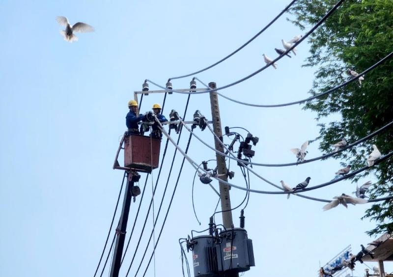 Nhân viên điện lực đi dây điện tại những vị trí đã bàn giao mặt bằng. 