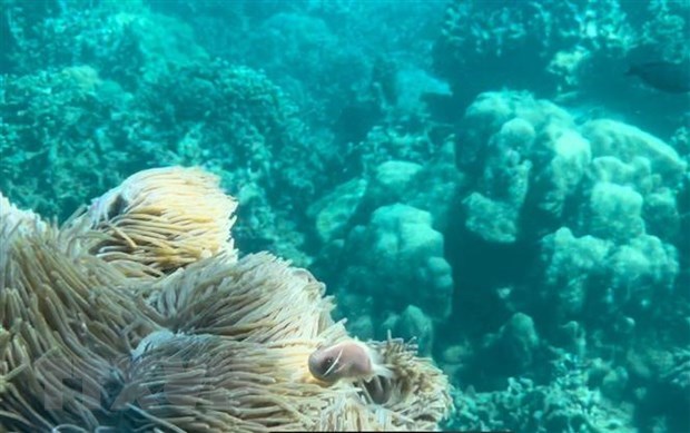 Tam dung du lich lan bien o cac khu vuc de bi ton hai o vinh Nha Trang hinh anh 2
